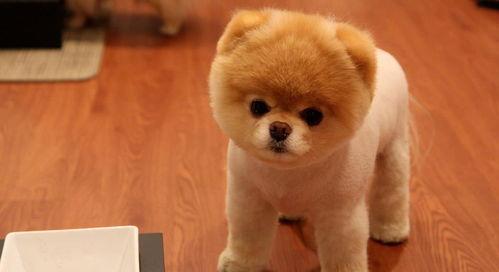 娱乐吃瓜酱抚慰犬